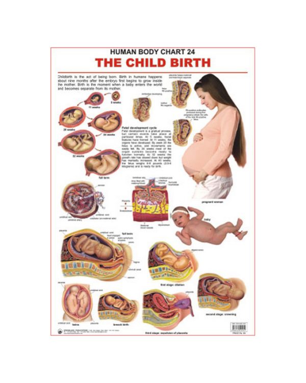 Charts Child Birth 48X73Cm Dreamland