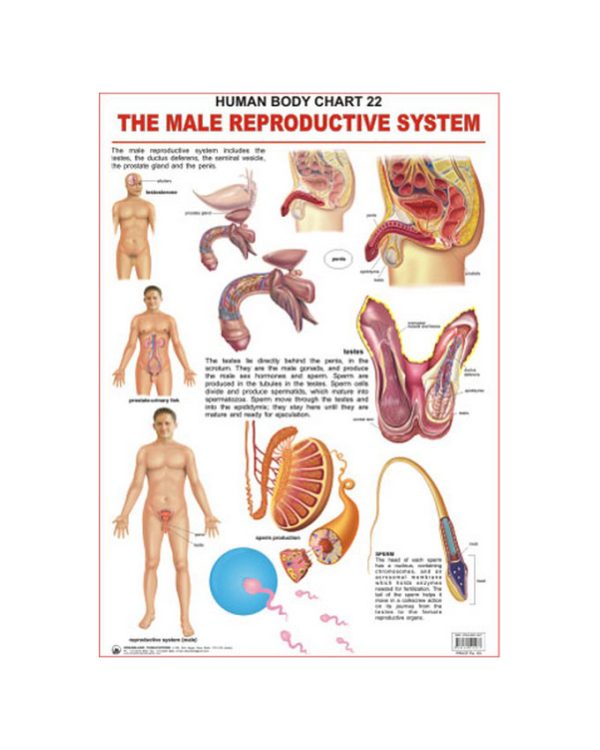 Charts Male Reproductive 48X73Cm Dreamland