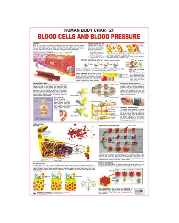 Charts The Blood Group, Cells, Pressure 48X73Cm Dreamland