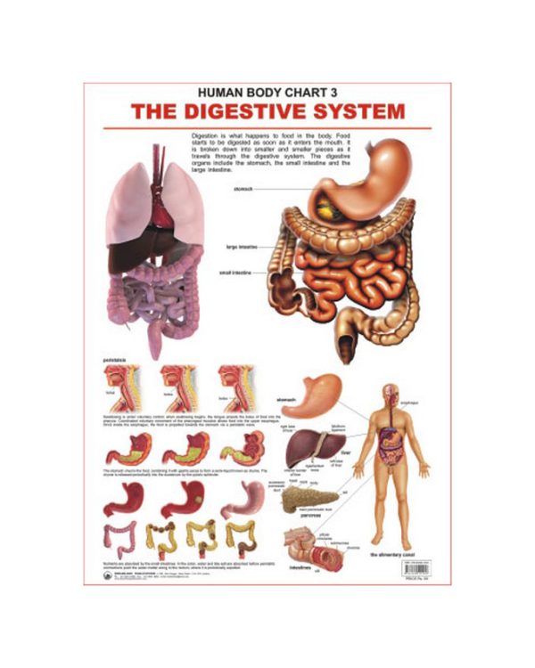 Charts The Digestive System 48X73Cm Dreamland